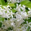 Madison Confederate Jasmine - 6 Pack Of 1 Gallon Pots -Wilson Bros Gardens Jasmine Madison Rev 500x750 2
