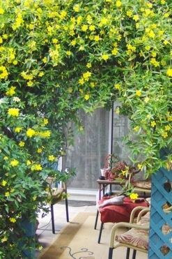 Pride Of Augusta Double Flowering Carolina Jasmine - 2 Gallon Pot 9 Pride Of Augusta Double Flowering Carolina Jasmine - 2 Gallon Pot -Wilson Bros Gardens Jasmine Pride Of Augusta 2