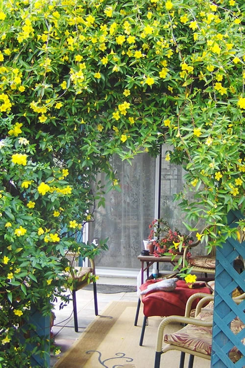 Pride Of Augusta Double Flowering Carolina Jasmine - 2 Gallon Pot 6 Pride Of Augusta Double Flowering Carolina Jasmine - 2 Gallon Pot - Image 4