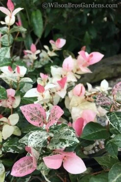 Snow N Summer Asiatic Jasmine - 6 Pack Of 1 Gallon Pots -Wilson Bros Gardens Jasmine Snow n Summer 20