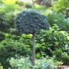 Blue Star Juniper Tree (Single Trunk Topiary) - 1 Gallon Pot -Wilson Bros Gardens Juniper Blue Star Standard Topiary 1