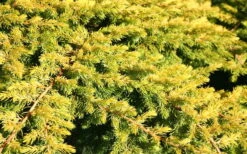 All Gold Golden Pacific Juniper - 2 Gallon Pot 14 All Gold Golden Pacific Juniper - 2 Gallon Pot -Wilson Bros Gardens Juniper Golden Pacific 10