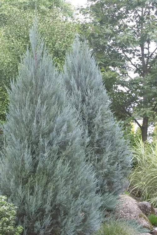 Moonglow Pyramidal Blue Juniper - 7 Gallon Pot (3-4') 7 Moonglow Pyramidal Blue Juniper - 7 Gallon Pot (3-4') - Image 5