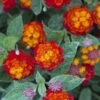 Cosmic Firestorm Lantana - 1 Gallon Pot 1 Cosmic Firestorm Lantana - 1 Gallon Pot -Wilson Bros Gardens Lantana Cosmic Firestorm 1