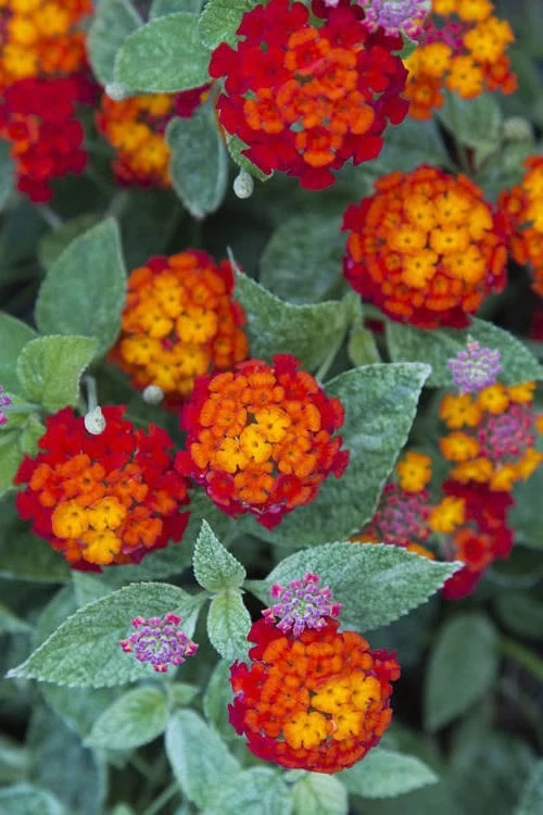 Cosmic Firestorm Lantana - 1 Gallon Pot 3 Cosmic Firestorm Lantana - 1 Gallon Pot