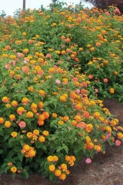 Miss Huff Hardy Lantana - 1 Gallon Pot -Wilson Bros Gardens Lantana Miss Huff 14