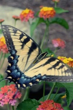 Miss Huff Hardy Lantana - 1 Gallon Pot -Wilson Bros Gardens Lantana Miss Huff 16