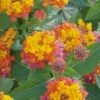 Miss Huff Hardy Lantana - 1 Gallon Pot 1 Miss Huff Hardy Lantana - 1 Gallon Pot -Wilson Bros Gardens Lantana Miss Huff 50