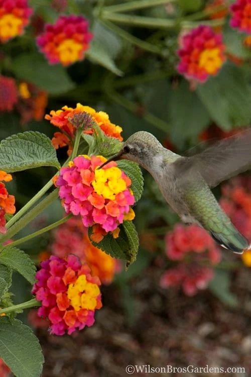 Sonset Hardy Lantana - 5 Pack Of Quart Pots 3 Sonset Hardy Lantana - 5 Pack Of Quart Pots