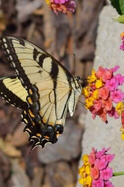 Sonset Hardy Lantana - 1 Gallon Pot -Wilson Bros Gardens Lantana Sonset 25 1