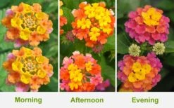 Sonset Hardy Lantana - 1 Gallon Pot -Wilson Bros Gardens Lantana Sonset 26 1