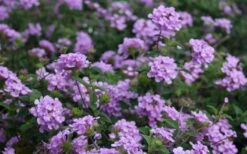 Trailing Lavender Lantana - 5 Pack Of Pint Pots -Wilson Bros Gardens Lantana Trailing Lavender 2