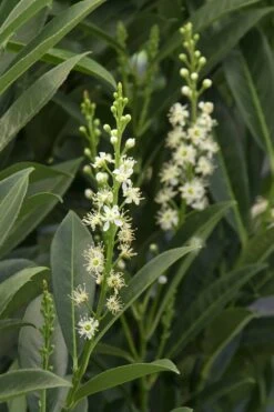 Schip Laurel (Prunus Laurocersasus 'Schipkaensis') - 6 Pack Of 1 Gallon Pots 13 Schip Laurel (Prunus Laurocersasus 'Schipkaensis') - 6 Pack Of 1 Gallon Pots -Wilson Bros Gardens Laurel Schip 3