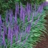 Big Blue Liriope - 6 Pack Of Pint Pots -Wilson Bros Gardens Liriope Big Blue 14