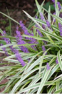 Variegated Liriope - Monkey Grass / Lilyturf - 6 Pack Of Pint Pots -Wilson Bros Gardens Liriope Variegated 15