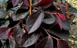 Carolina Midnight Loropetalum - 1 Gallon Pot -Wilson Bros Gardens Loropetalum Carolina Midnight Leaves