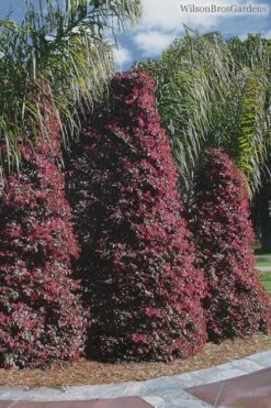 Zhuzhou Loropetalum (Chinese Fringeflower) - 3 Gallon Pot 15 Zhuzhou Loropetalum (Chinese Fringeflower) - 3 Gallon Pot -Wilson Bros Gardens Loropetalum ZhuZhou 22