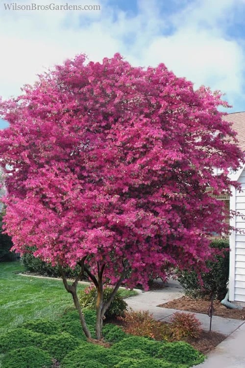 Zhuzhou Loropetalum (Chinese Fringeflower) - 3 Gallon Pot 6 Zhuzhou Loropetalum (Chinese Fringeflower) - 3 Gallon Pot - Image 4