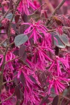 Zhuzhou Loropetalum (Chinese Fringeflower) - 3 Gallon Pot 19 Zhuzhou Loropetalum (Chinese Fringeflower) - 3 Gallon Pot -Wilson Bros Gardens Loropetalum ZhuZhou BS