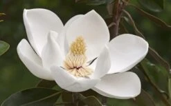 Alta Southern Magnolia - 7 Gallon Pot (3-4') -Wilson Bros Gardens Magnolia Alta 2