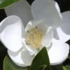 Claudia Wannamaker Southern Magnolia - 7 Gallon Pot (5-6') -Wilson Bros Gardens Magnolia Claudia Wannamaker 1