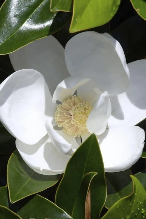 Claudia Wannamaker Southern Magnolia - 7 Gallon Pot (5-6') 3 Claudia Wannamaker Southern Magnolia - 7 Gallon Pot (5-6')