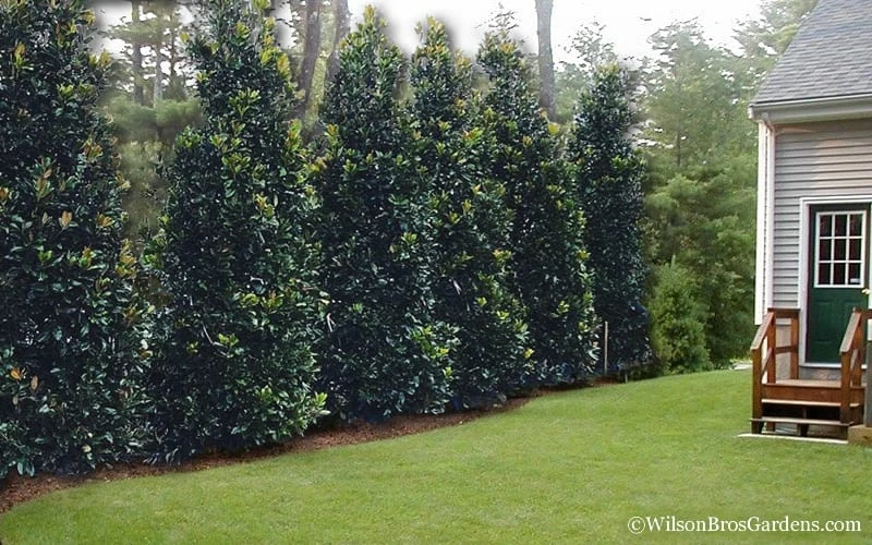 Claudia Wannamaker Southern Magnolia - 7 Gallon Pot (5-6') 7 Claudia Wannamaker Southern Magnolia - 7 Gallon Pot (5-6') - Image 5