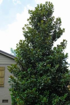 Claudia Wannamaker Southern Magnolia - 7 Gallon Pot (5-6') 11 Claudia Wannamaker Southern Magnolia - 7 Gallon Pot (5-6') -Wilson Bros Gardens Magnolia Claudia Wannamaker 4