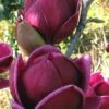 Genie Magnolia Tulip Tree - 1 Gallon Pot 2 Genie Magnolia Tulip Tree - 1 Gallon Pot -Wilson Bros Gardens Magnolia Genie 1