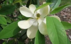 Green Shadow Sweetbay Magnolia Tree (Magnolia Virginiana) - 3 Gallon Pot (4-5') -Wilson Bros Gardens Magnolia GreenShadow Sweet Bay Flower 2