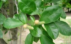 Waterlily Star Magnolia Tree - 3 Gallon Pot -Wilson Bros Gardens Magnolia Star Waterlily 2