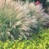 Adagio Dwarf Maiden Grass - Miscanthus Sinensis - 1 Gallon Pot -Wilson Bros Gardens Miscanthus Adagio Dwarf Rev 500x750 1