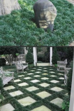 Dwarf Mondo Grass - 18 Count Flat Of Pint Pots -Wilson Bros Gardens Mondo Grass Dwarf Rev 500x750 2