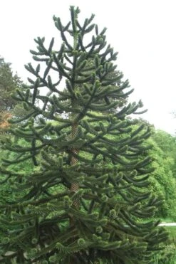 Monkey Puzzle Tree (Araucaria Auracana) - 1 Gallon Pot -Wilson Bros Gardens Monkey Puzzle Tree 2 2