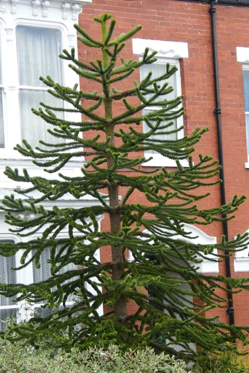 Monkey Puzzle Tree - Araucaria Auracana - 2 Gallon Pot 6 Monkey Puzzle Tree - Araucaria Auracana - 2 Gallon Pot - Image 4