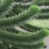 Monkey Puzzle Tree (Araucaria Auracana) - 1 Gallon Pot 2 Monkey Puzzle Tree (Araucaria Auracana) - 1 Gallon Pot -Wilson Bros Gardens Monkey Puzzle Tree 4 2