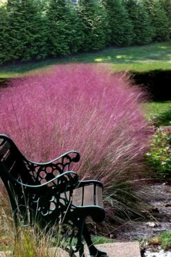 Pink Muhly Grass - Cotton Candy Grass - 1 Gallon Pot 19 Pink Muhly Grass - Cotton Candy Grass - 1 Gallon Pot -Wilson Bros Gardens Muhly Grass Pink 200