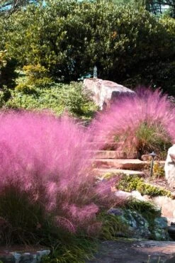 Pink Muhly Grass - Cotton Candy Grass - 1 Gallon Pot 16 Pink Muhly Grass - Cotton Candy Grass - 1 Gallon Pot -Wilson Bros Gardens Muhly Grass Pink 202