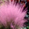 Pink Muhly Grass - Cotton Candy Grass - 1 Gallon Pot 2 Pink Muhly Grass - Cotton Candy Grass - 1 Gallon Pot -Wilson Bros Gardens Muhly Grass Pink 204