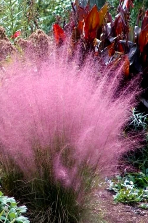 Pink Muhly Grass - Cotton Candy Grass - 1 Gallon Pot 3 Pink Muhly Grass - Cotton Candy Grass - 1 Gallon Pot