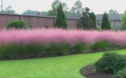 Pink Muhly Grass - Cotton Candy Grass - 1 Gallon Pot 20 Pink Muhly Grass - Cotton Candy Grass - 1 Gallon Pot -Wilson Bros Gardens Muhly Grass Pink 70