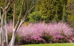 Pink Muhly Grass - Cotton Candy Grass - 1 Gallon Pot 21 Pink Muhly Grass - Cotton Candy Grass - 1 Gallon Pot -Wilson Bros Gardens Muhly Grass Pink 76