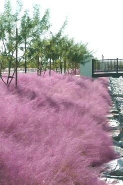 Pink Muhly Grass - Cotton Candy Grass - 1 Gallon Pot 17 Pink Muhly Grass - Cotton Candy Grass - 1 Gallon Pot -Wilson Bros Gardens Muhly Grass Pink 77