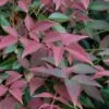 Flirt Dwarf Nandina - 1 Gallon Pot -Wilson Bros Gardens Nandina Flirt 10 1