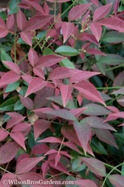 Flirt Dwarf Nandina - 6 Pack Of 1 Gallon Pots