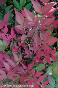 Flirt Dwarf Nandina - 6 Pack Of 1 Gallon Pots -Wilson Bros Gardens Nandina Flirt 11