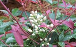 Flirt Dwarf Nandina - 6 Pack Of 1 Gallon Pots -Wilson Bros Gardens Nandina Flirt 12