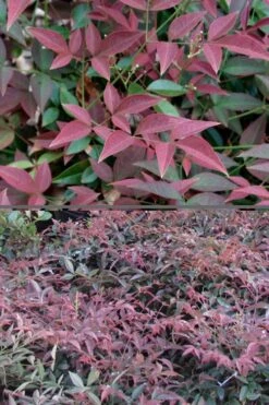 Flirt Dwarf Nandina - 6 Pack Of 1 Gallon Pots -Wilson Bros Gardens Nandina Flirt 500x750 1