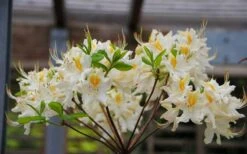High Tide Aromi Azalea (Deciduous Rhododendron Hybrid) - 1 Gallon Pot -Wilson Bros Gardens Native Azalea High Tide 2