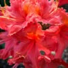 Jeb Stuart Native Azalea (Rhododendron) - 1 Gallon Pot -Wilson Bros Gardens Native Azalea Jeb Stuart rhododendron 20
